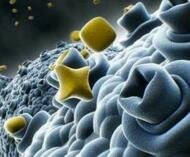 �����о��@ʾ�����w����{�׶�����ⁿ��܌�̥���a(ch��n)��Ӱ�