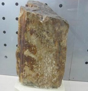 �����������w��x�V���Ĵ������׻�����x�V�����_��