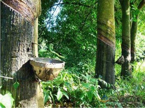 ����Բ�����Ű ӡ��2019����Ȼ���z�a�����½�15%