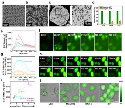 �^�̹��������аl(f��)���{΢�w������ ��(sh��)�F(xi��n)ø���Ӱ���(n��i)��Ч�f�����߻��͙z�y(c��)