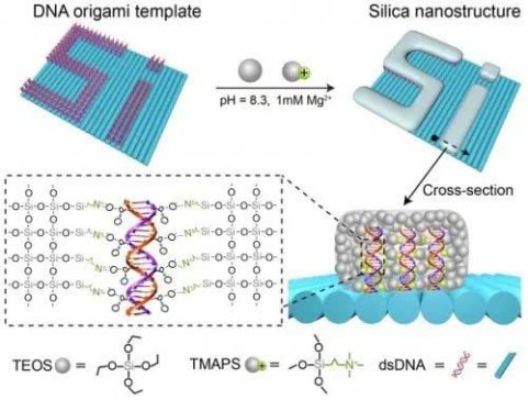 ����DNA�ԽM�b�Y�������o�C�ǽ��ټ{�ײ��Ͽɿ��Ƃ��о��@�Mչ