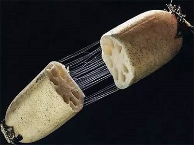 �ܡ�ź��z�B�����l(f��) �ƌW���Ƴ����ͷ������g(sh��)�p��