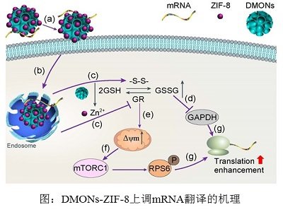ZIF-8/�ЙC(j��)���(f��)�ϼ{���w���{(di��o)��mRNA���g