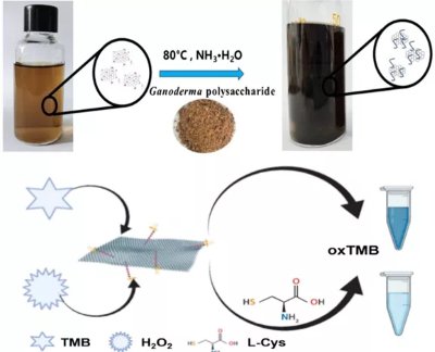 һ���˽�ʯīϩ���{��ø��ʯīϩ���ͺϲ��ϵ��Ƃ�