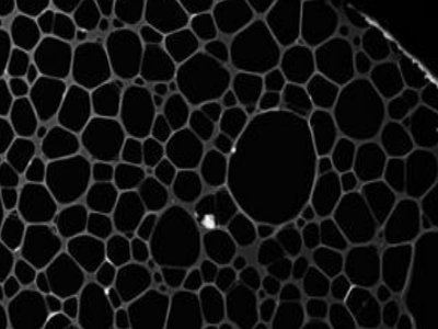 �Ї��ƌWԺ̿�������c����ң������ڸ����ܺͶ๦��̿���ϵđ��û��A�о�