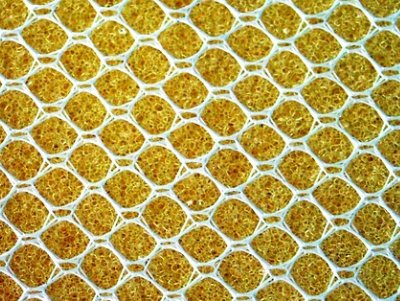 2021�껯�W�c���ϿƌW�о�ʮ����cǰ�ع���