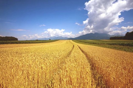 ɢ��Ӌ(j��)����С÷�С��Z����