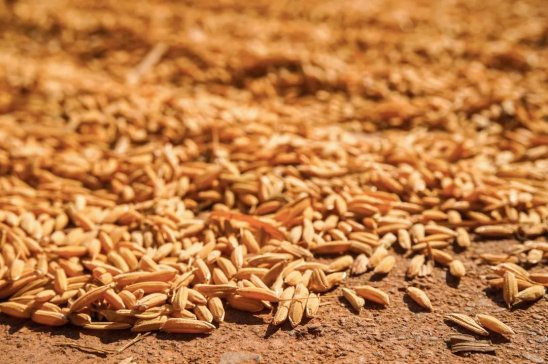 �����мZ�����в��ţ������ھ����t�����������Ճ�(ch��)