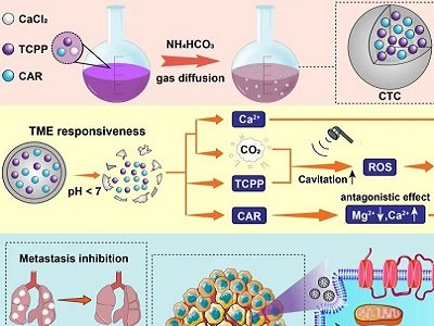 ̼���}�ӵ��x��ƽ��_�������F���������Ŵ�İ���Ca2+/Mg2+�p�x�ӷ��B�ɔ_����