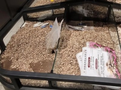 �q���x�V�������d�@�ġ�����һ�ڡ�