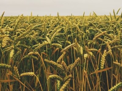 �п�Ժ�аl(f��)�����͡��{���r(n��ng)ˎ�����r(n��ng)ˎʹ��Ч�������õ���Խʽ��