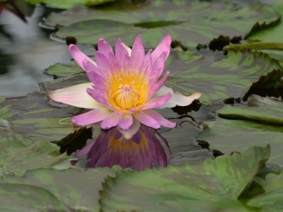 �{���y��ˮ��ֲ�ﶾ�ԙC���о��@ͻ��