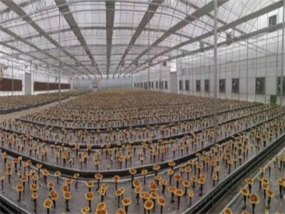 ���w���g�x�ܣ����ɹ��`֥���ӷ��Ʊ���Ʒ����