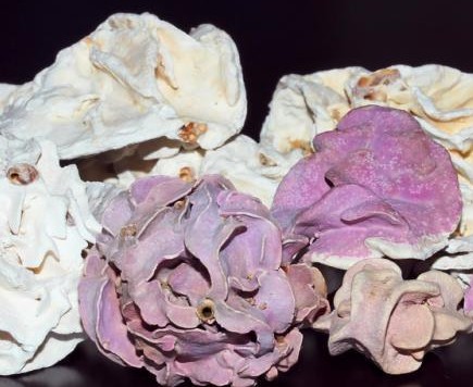 ��̶����ʯ�Ƽ��a�I�@�����ӹ����O