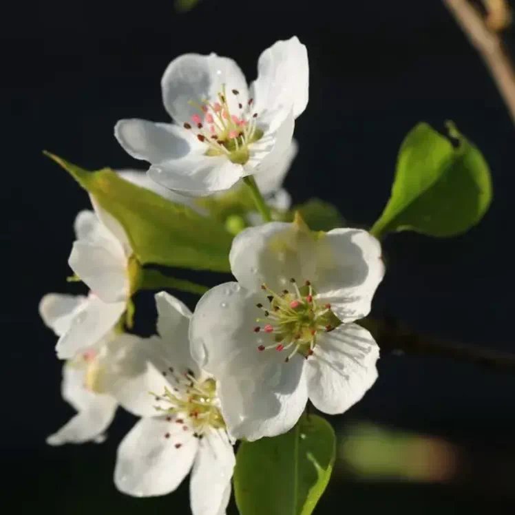 152000_501820_jswz.png 152000_501820_jswz.png