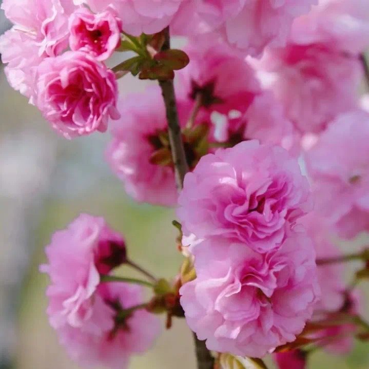 152130_066243_jswz.jpg 152130_066243_jswz.jpg