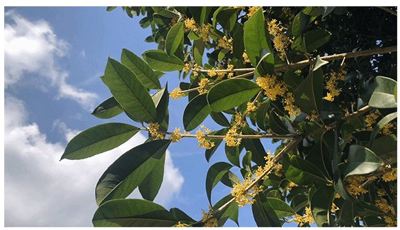 091701_534878_gsdt.png image.png