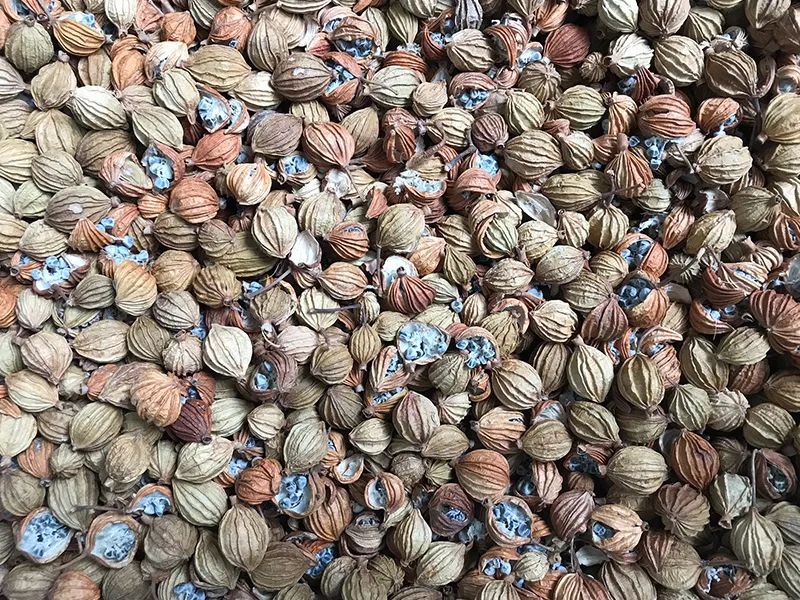 172255_391686_gsdt.jpg 3-16.jpg