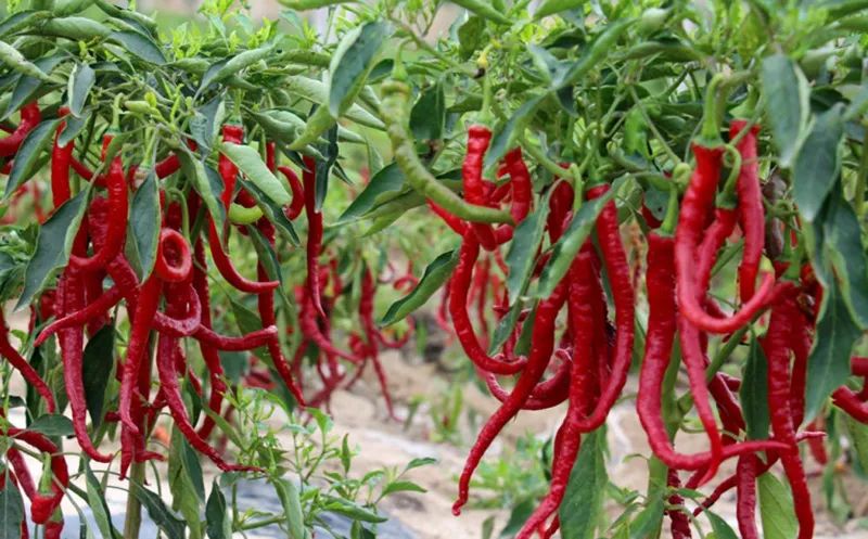 091118_941797_jswz.jpg 091118_941797_jswz.jpg