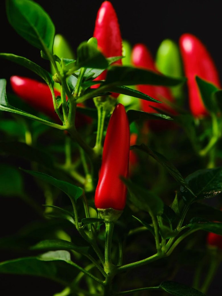 091405_807876_gsdt.jpg 2.jpg