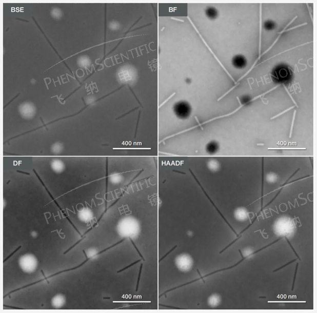 掃描電鏡下煙草花葉病毒的 BSE 像、BF 像、 DF 像和 HAADF 像