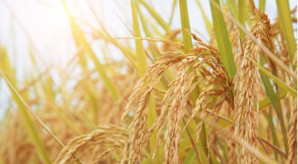 130218_423783_gsdt.png image.png