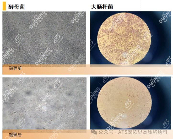 081428_495215_gsdt.png 081428_495215_gsdt.png