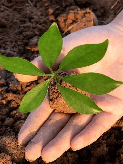 104724_154087_gsdt.jpg 2.jpg