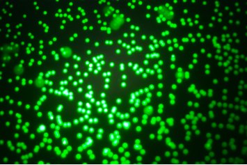 102650_535839_gsdt.png 102650_535839_gsdt.png